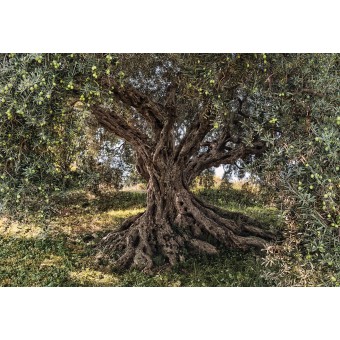 8-531-Olive-Tree Фотообои Komar Scenics Edition 2 x