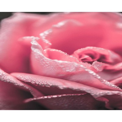 WP00917 Фотообои Verol Фотообои прованс x