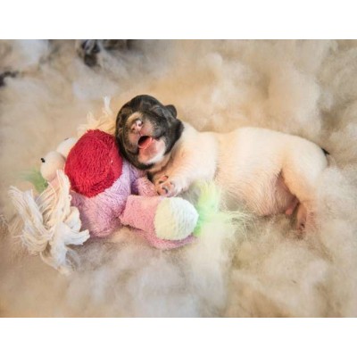 WP01280 Фотообои Verol Фотообои прованс x