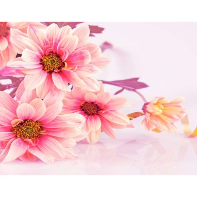 WP02176 Фотообои Verol Фотообои ванила x