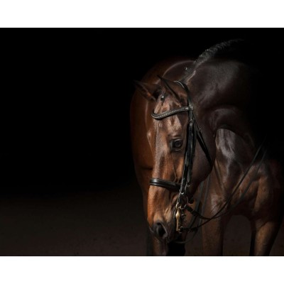 WP00661 Фотообои Verol Фотообои парфе x