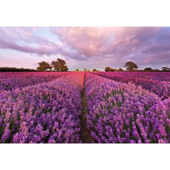 1-615-Lavendel Фотообои Komar National Geographic x