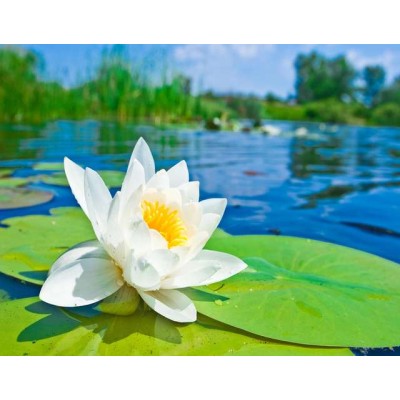 WP02093 Фотообои Verol Фотообои глазурь x