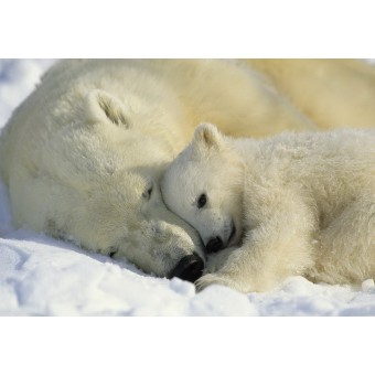 1-605-Polar-Bears-NG Фотообои Komar National Geographic x